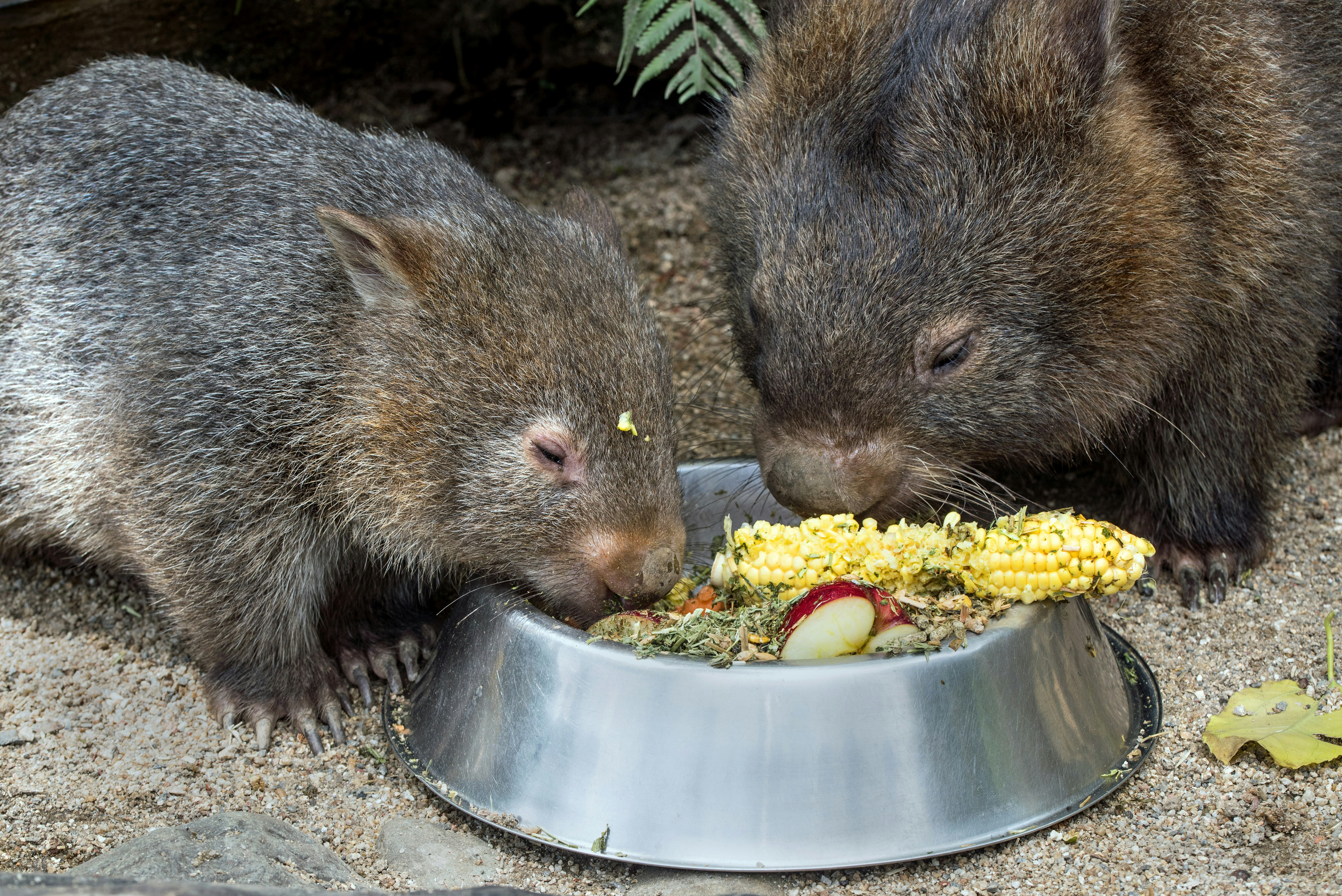 two rodent eating corns
